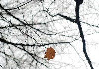 Nov 29