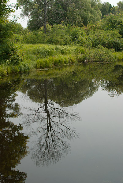 Horton Bay creek
